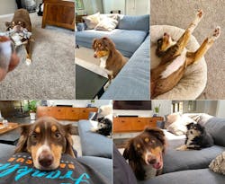 Pictures Of My Dog Leni 0 Pictures Of My Dog Leni 0