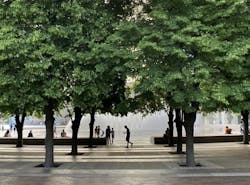 photograph of planted linden trees with fountain in background and silhouette of person walking across plaza photograph of planted linden trees with fountain in background and silhouette of person walking across plaza