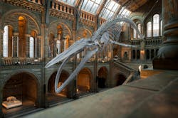 Image by just-pics from Pixabay Image by just-pics from Pixabay