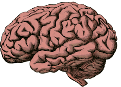 Brain Health Brain Health